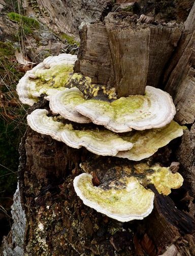 On a sheared stem likely caused by Kretzschmaria deusta on beech in the New Forest, Hampshire.